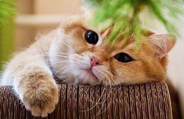 猫咪难过时真的会哭吗?爱哭猫的背后,你要关注的不只是情绪 猫咪难过时真的会哭吗?爱哭猫的背后,你要关注的不只是情绪