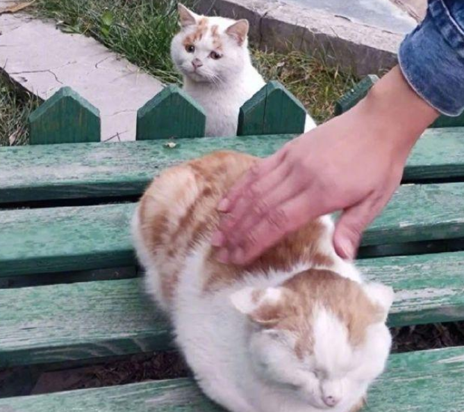 男子坐在椅子上撸猫，一旁的流浪猫让人觉得心疼：也可以抱抱我吗