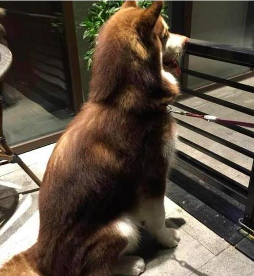 阿拉斯加突然发出尖叫动弹不得, 送去医院后, 主人后悔不已! 