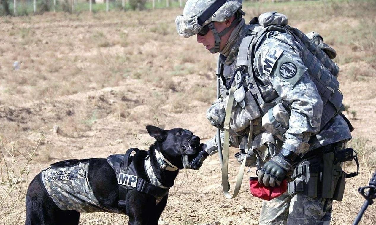 退役军犬大街上挣脱绳索,咬死路人!调查结果令人落泪 退役军犬大街上挣脱绳索,咬死路人!调查结果令人落泪