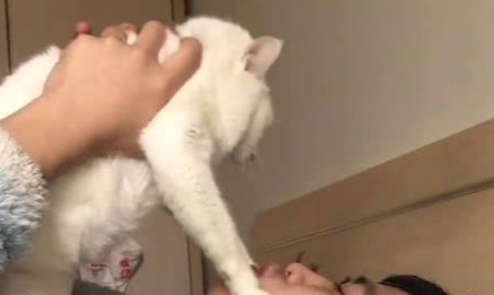 想要亲一口猫,猫咪的反应果然不出所料,主人按住猫头后就后悔了