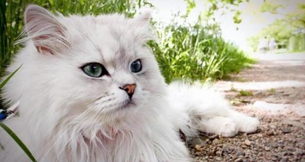 新手喂养猫咪，养小猫好还是成年猫好？看你完你就知道了