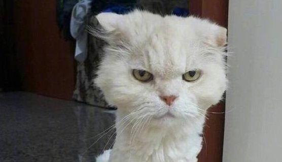 把猫咪放男友家寄养避暑，接猫咪时候，看到这一幕几乎崩溃 