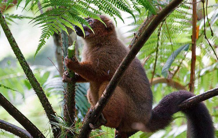 非常稀有的红腹美狐猴,不来看看吗