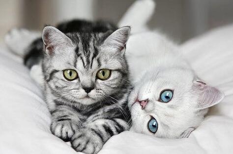 如果你在养猫，那么劝你别做这“7件蠢事”