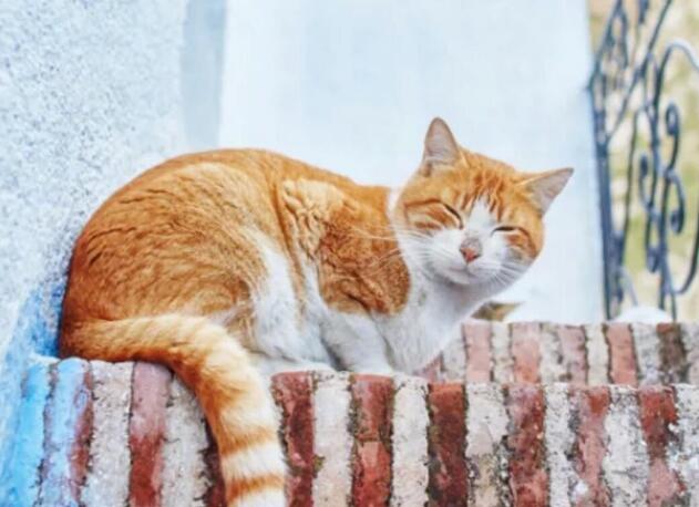 最漂亮的星辰海洋，就在猫咪眼睛里面，简直美哭了