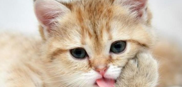宠物猫咪生病了你知道吗？有些征兆千万不可轻忽！ 
