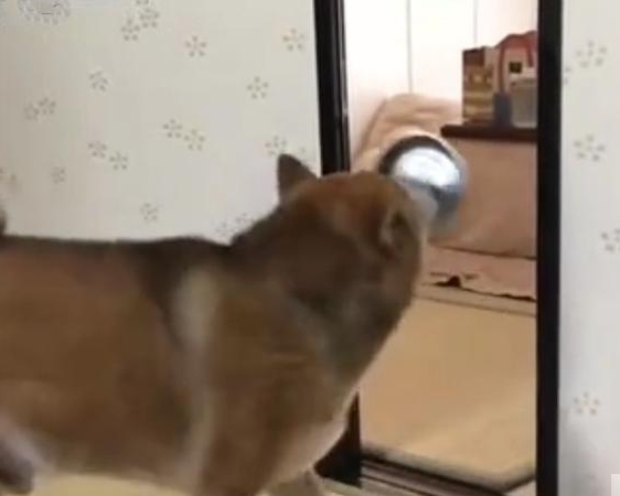 最霸气的柴犬,一旦饿了就叼着饭碗出来,摔到主人面前要求盛饭 4 最霸气的柴犬,一旦饿了就叼着饭碗出来,摔到主人面前要求盛饭 4
