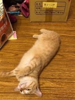 面包被猫咪咬住不松口,主人只觉得心疼,只因它曾经是一只流浪猫 3 面包被猫咪咬住不松口,主人只觉得心疼,只因它曾经是一只流浪猫 3