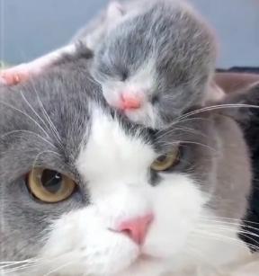 小奶猫趴猫爸头上，凉意传来猫爸一脸不悦：男人何苦为难男人！