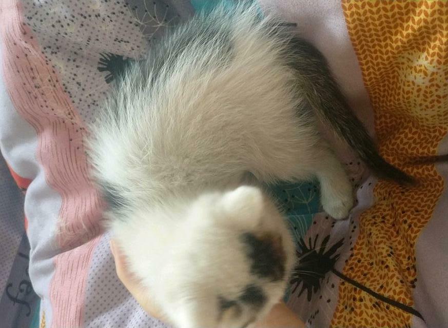 女子开车上班遇到一只流浪猫, 犹豫收养它时, 猫咪的反应让人乐翻 