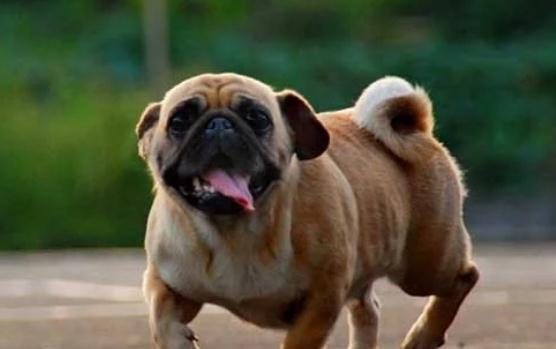 世界上古老的9种犬类,中国占了5种!2 世界上古老的9种犬类,中国占了5种!2