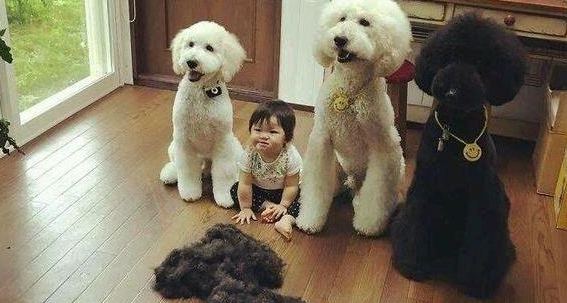 这6种狗狗，都是“土豪”养的狗，有你家狗吗？ 
