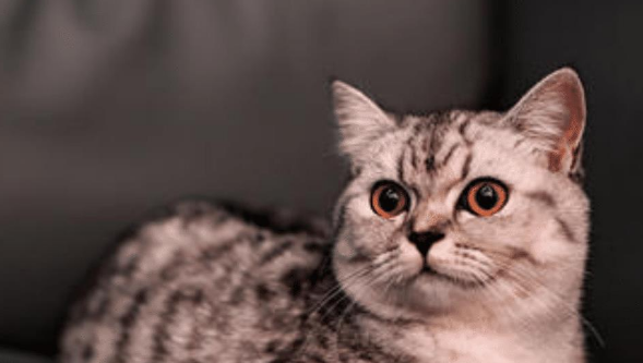 猫是没被完全驯化的动物,我相信就算打死它,它也不会服 猫是没被完全驯化的动物,我相信就算打死它,它也不会服