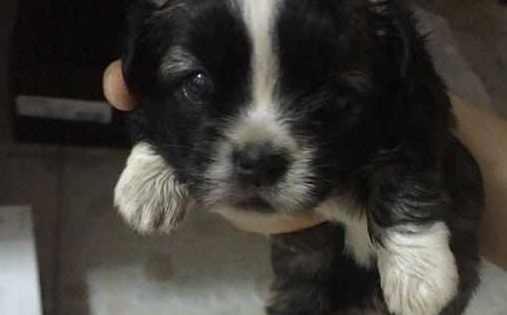 闺蜜带流浪狗去洗澡，听到老板的话她心都碎了，女孩因此捡了个漏