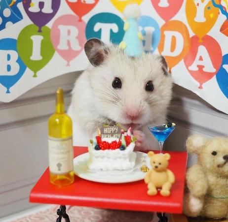 仓鼠一岁的生日，饲主为了庆贺，特地为鼠鼠准备了生日蛋糕