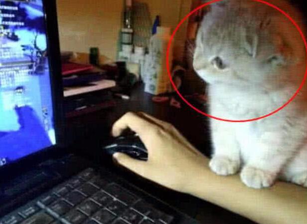 小猫咪像女友一样和游戏争宠,男主无奈,小奶猫撒娇简直萌翻了! 小猫咪像女友一样和游戏争宠,男主无奈,小奶猫撒娇简直萌翻了!