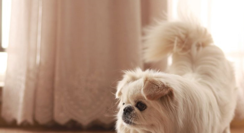 五种长寿的品种狗：小型犬更容易活得久，智商低的它排第一名 