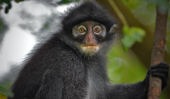 印尼叶猴的科普小知识快来看看吧