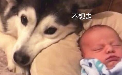 让二哈进笼子睡觉, 谁知这货扭头就跑, 再找到时主人露出慈母的笑