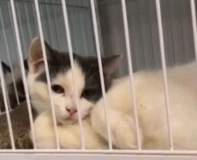 小猫咪搔首弄姿，猫：我美吗？网友：我竟然被一只猫撩到了
