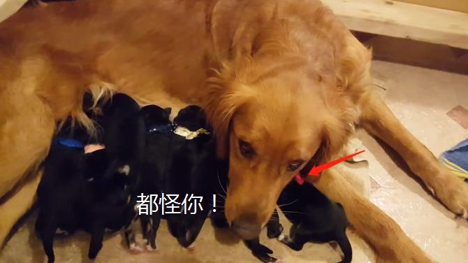 金毛被二哈“嚯嚯”了,看到小奶狗长相后,铲屎官头都大了 金毛被二哈“嚯嚯”了,看到小奶狗长相后,铲屎官头都大了