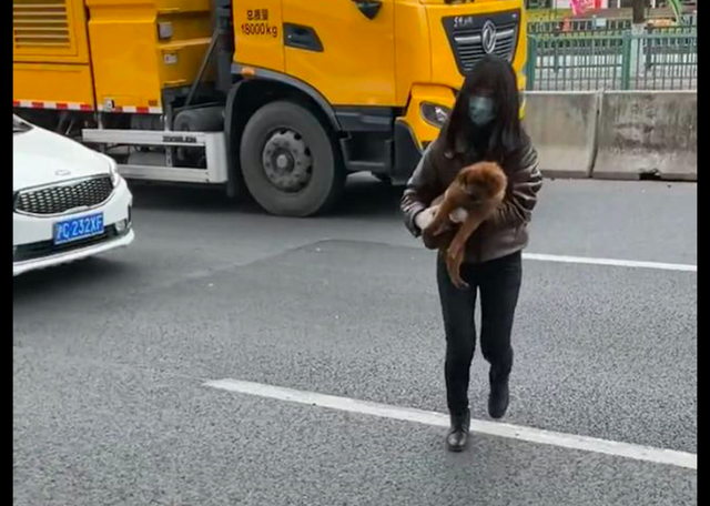 狗被卡在马路中间隔离板上，被女孩救后没感谢