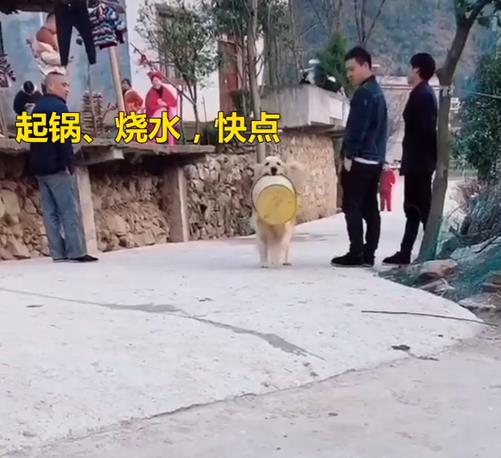 金毛被送乡下生活,昔日暖男变“村霸”,邻居:受不了 金毛被送乡下生活,昔日暖男变“村霸”,邻居:受不了