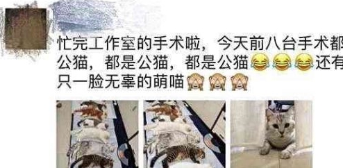 8只公猫排队等待绝育，对要发生的事一无所知，这悲惨的命运啊