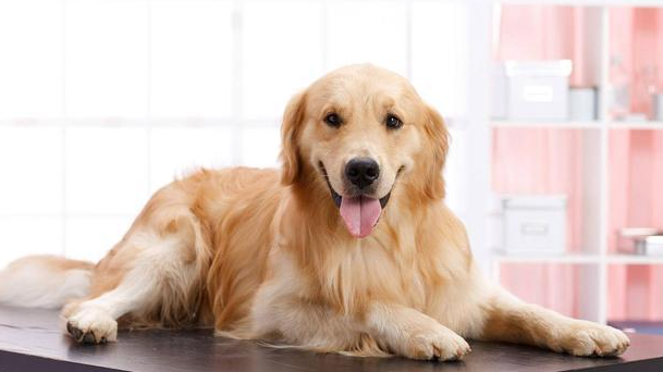 金毛犬被不良托运害死，肇事公司只肯赔6千，狗的生命不值钱？