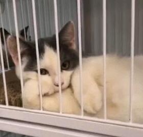小猫咪搔首弄姿，猫：我美吗？网友：我竟然被一只猫撩到了