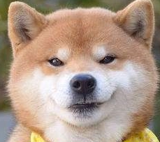 最霸气的柴犬,一旦饿了就叼着饭碗出来,摔到主人面前要求盛饭 1 最霸气的柴犬,一旦饿了就叼着饭碗出来,摔到主人面前要求盛饭 1