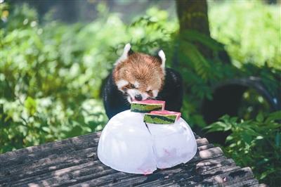 倍儿爽！水果、沙冰加喷淋，看沈阳动物园里的小可爱们如何避暑消夏