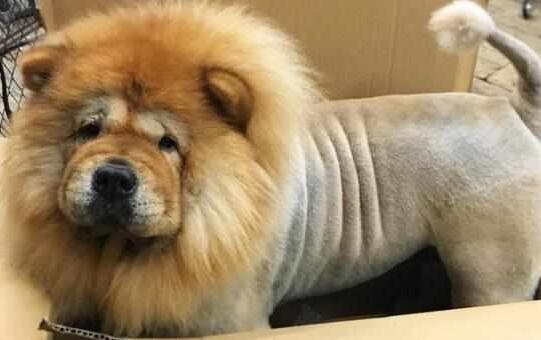 把松狮送到老爸那，一个月后看到狗狗的样子，恨不得笑出腹肌