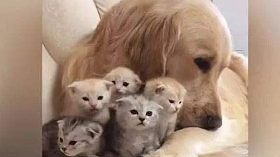 金毛救了橘猫，一年后竟得帮她照顾5只宝宝，狗子：世事难预料 