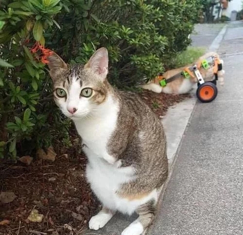 流浪猫意外触电失去前腿，好心人送到医院却无人收养，直到遇到她