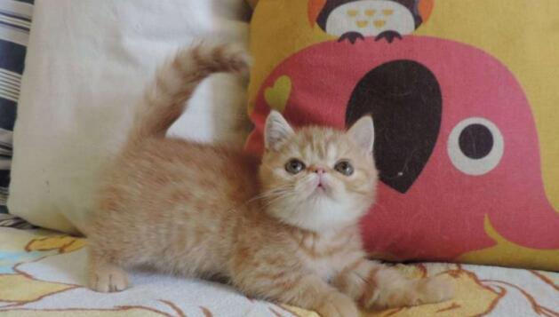 小迷妹爱宠物：养了异国短毛猫之后，终于体会到了大脸的痛苦