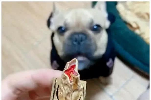 狗狗异常安静,那就一定是在作妖,那只傻狗你给我住嘴! 狗狗异常安静,那就一定是在作妖,那只傻狗你给我住嘴!