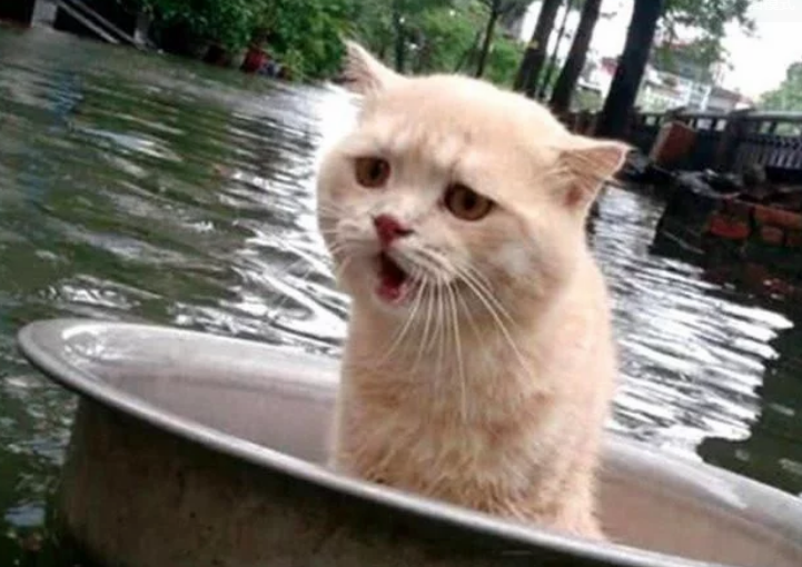 家乡遇到大水,主人把猫咪放盆里帮它逃生 家乡遇到大水,主人把猫咪放盆里帮它逃生