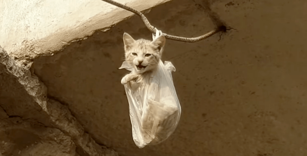 野外发现一只小猫,被人故意挂在桥下,男子好心搭救,却被它赖上 野外发现一只小猫,被人故意挂在桥下,男子好心搭救,却被它赖上