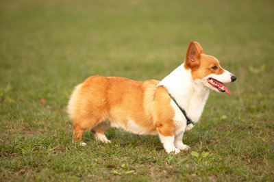 宠物狗“脱管”致他人受伤！法院：犬主人应承担赔偿责任