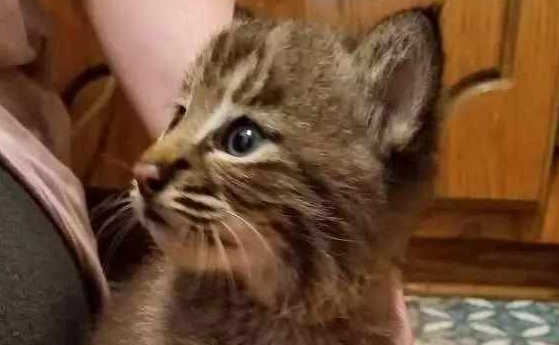 好心人捡到一只小猫,回家上网一査吓坏了 好心人捡到一只小猫,回家上网一査吓坏了