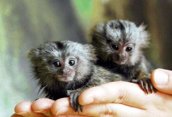 新世界猴可以养吗,新世界猴是保护动物吗,新世界猴吃什么