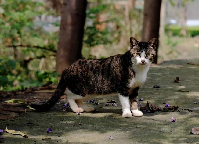 如果你在养猫，那么劝你别做这“7件蠢事”