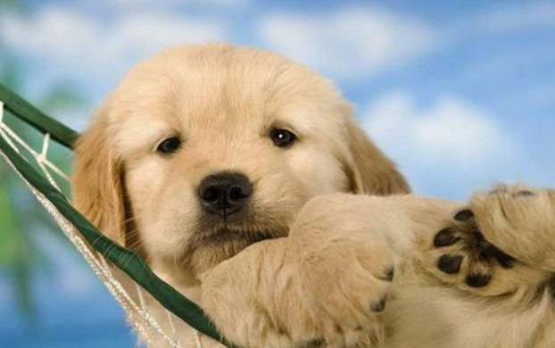 金毛犬托运途中死亡宠物托运公司被指擅自将空运改陆运 市场监管部门已介入
