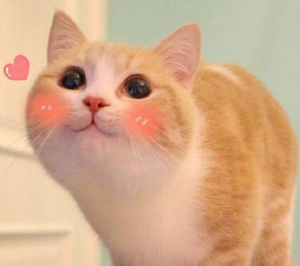 还在怀疑猫主子是否真的爱你么？科学家帮大家验证啦！