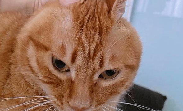 橘猫酷炫大佬的走路姿势，背后却有段心酸经历，其实它内心很脆弱