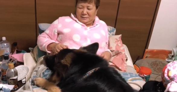 德牧被金毛打败后，回家后不吃不喝，女主人都心疼坏了