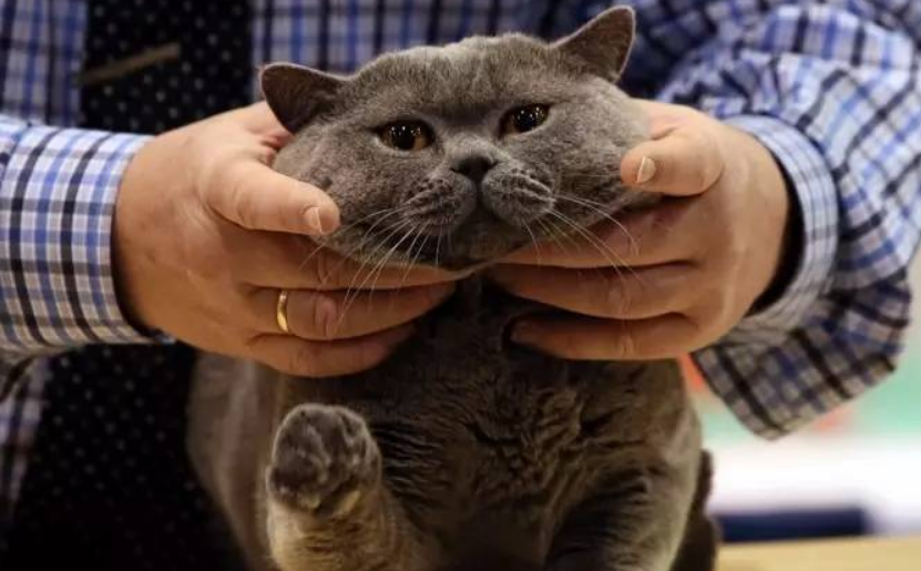 爱撸猫的注意！男子反复低烧数月，被发现感染罕见细菌