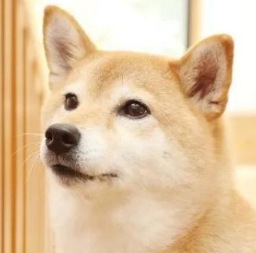 给你三个养柴犬的理由！别犹豫了，真香！